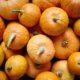 Las fantásticas propiedades de la calabaza